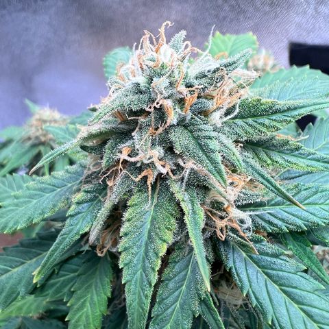Fat Banana Automatic growlog timeline photo