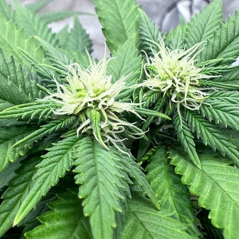 Critical growlog timeline photo