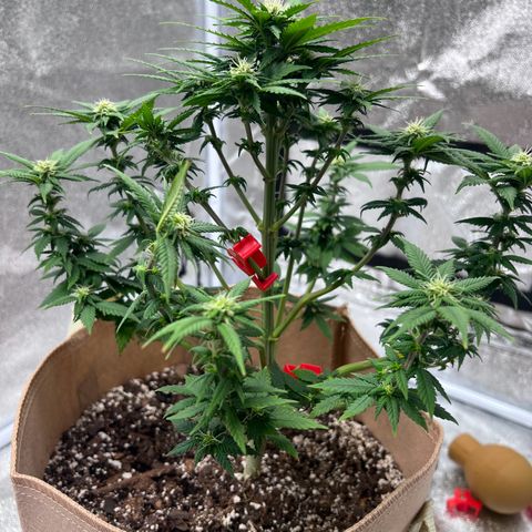 Critical growlog timeline photo