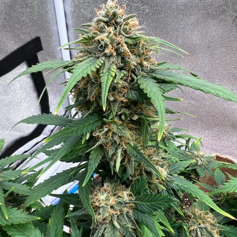 Fat Banana Automatic growlog timeline photo