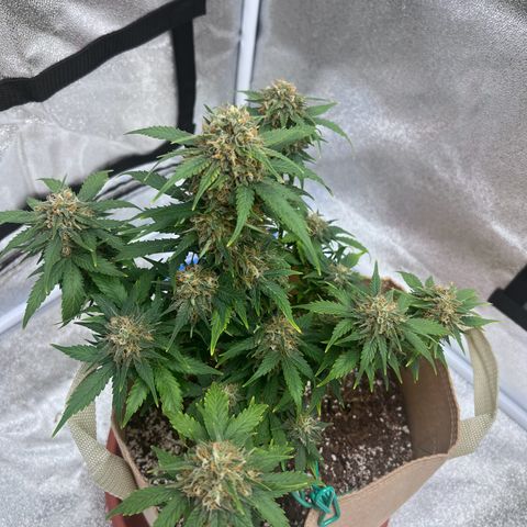 Fat Banana Automatic growlog timeline photo