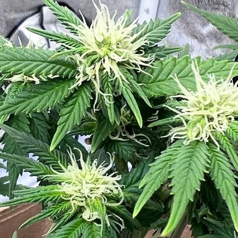 Critical growlog timeline photo