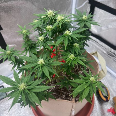 Critical growlog timeline photo