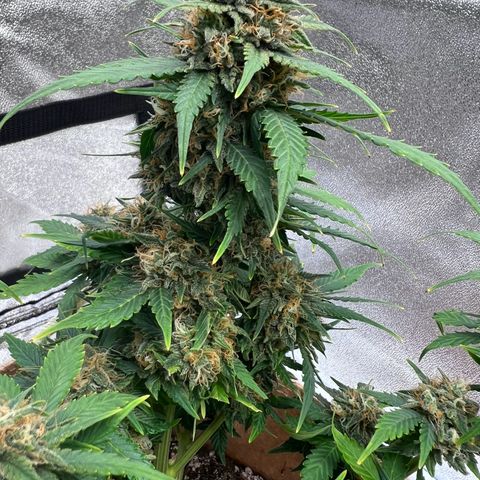 Fat Banana Automatic growlog timeline photo