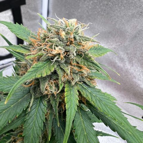 Fat Banana Automatic growlog timeline photo