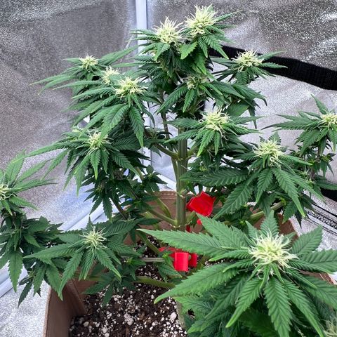 Critical growlog timeline photo