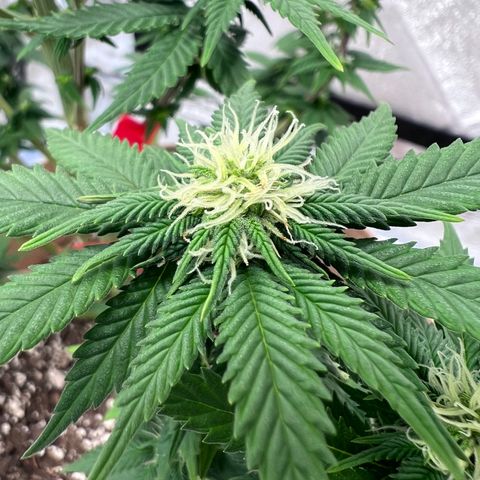 Critical growlog timeline photo