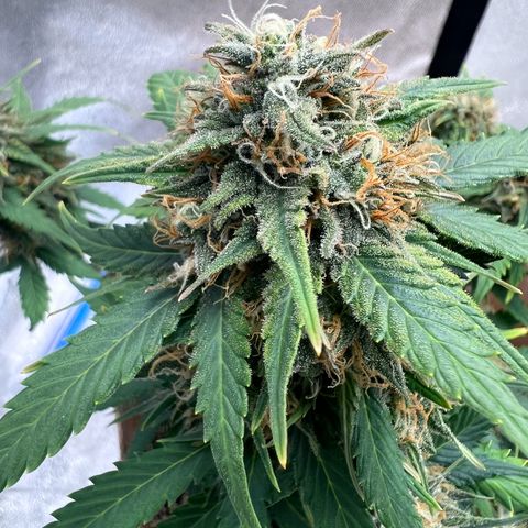 Fat Banana Automatic growlog timeline photo