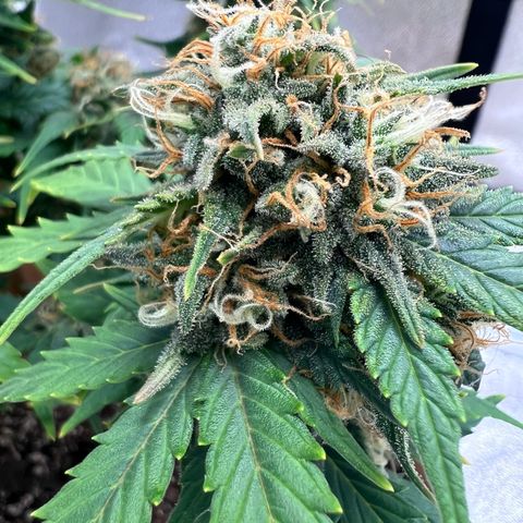 Fat Banana Automatic growlog timeline photo
