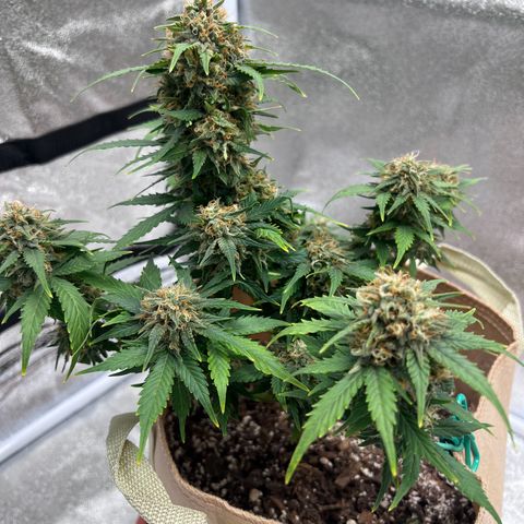 Fat Banana Automatic growlog timeline photo