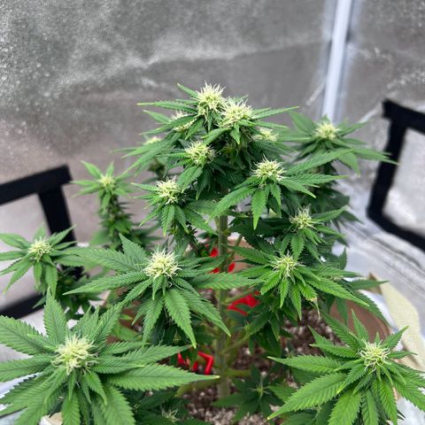 Critical growlog timeline photo