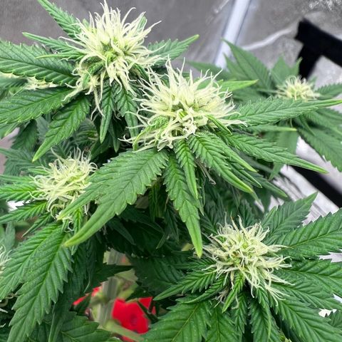 Critical growlog timeline photo