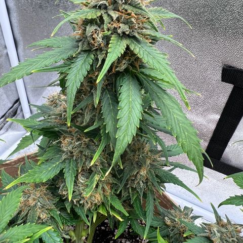 Fat Banana Automatic growlog timeline photo