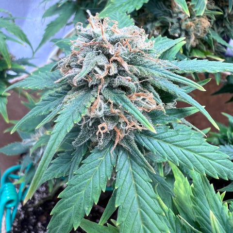 Fat Banana Automatic growlog timeline photo