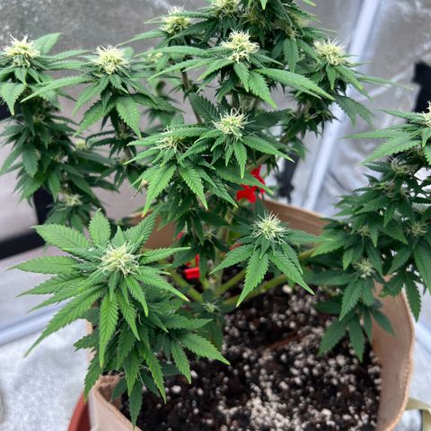 Critical growlog timeline photo