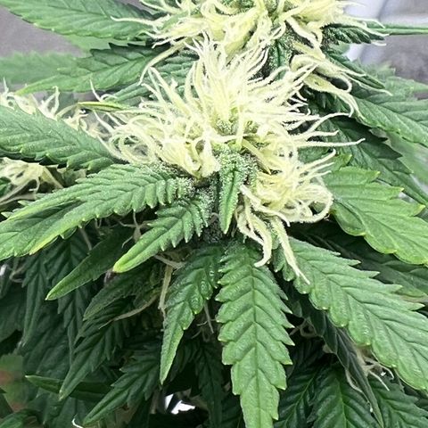 Critical growlog timeline photo