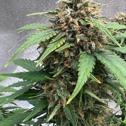 Fat Banana Automatic growlog timeline photo