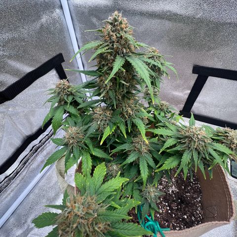 Fat Banana Automatic growlog timeline photo