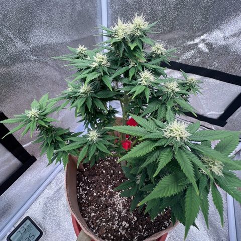 Critical growlog timeline photo