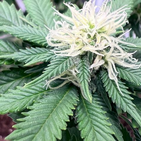 Critical growlog timeline photo