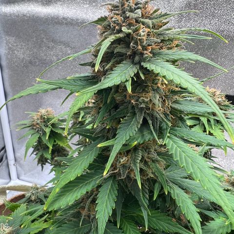 Fat Banana Automatic growlog timeline photo
