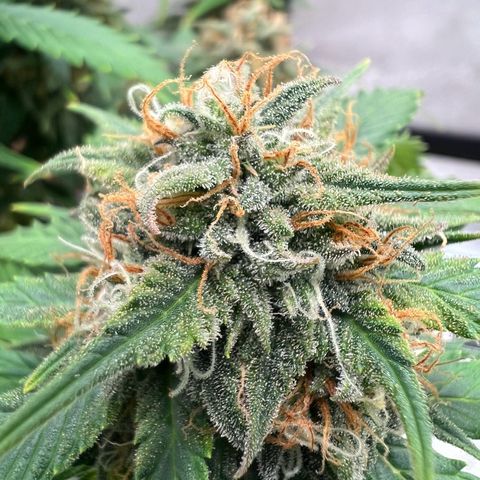 Fat Banana Automatic growlog timeline photo