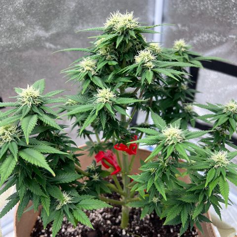 Critical growlog timeline photo