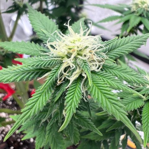 Critical growlog timeline photo