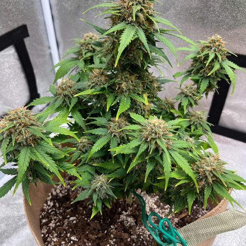 Fat Banana Automatic growlog timeline photo