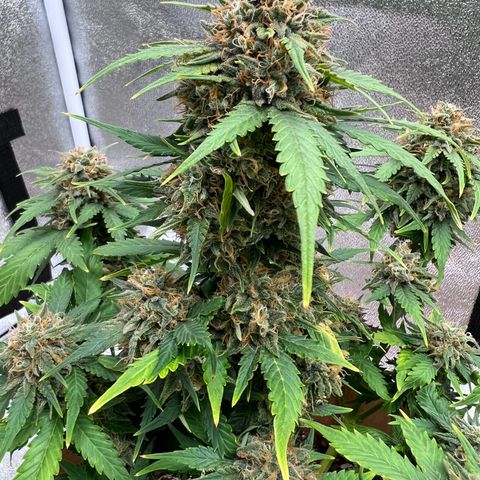 Fat Banana Automatic growlog timeline photo
