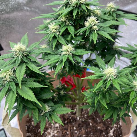 Critical growlog timeline photo