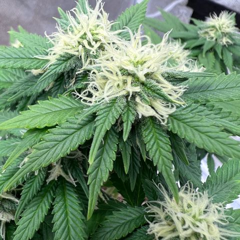 Critical growlog timeline photo