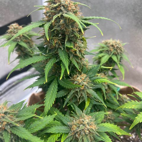 Fat Banana Automatic growlog timeline photo