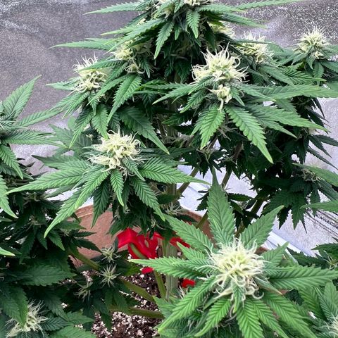 Critical growlog timeline photo