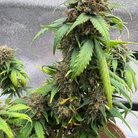 Fat Banana Automatic growlog timeline photo