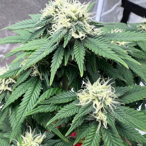 Critical growlog timeline photo