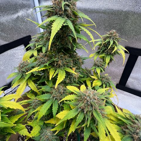 Fat Banana Automatic growlog timeline photo