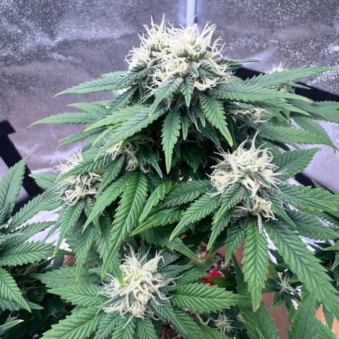 Critical growlog timeline photo