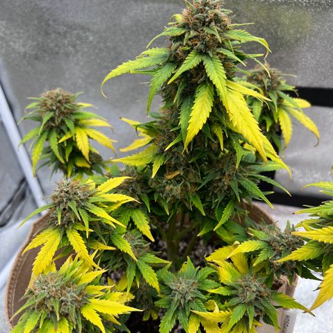 Fat Banana Automatic growlog timeline photo