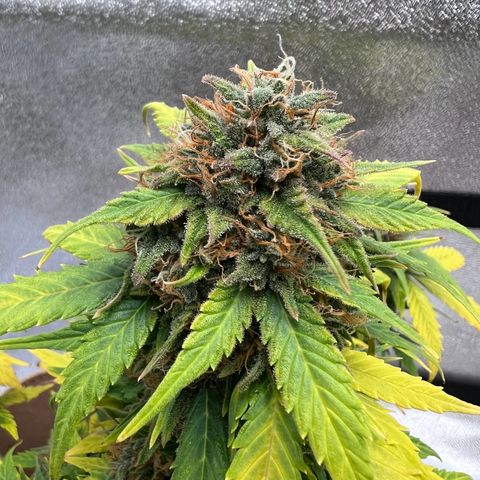 Fat Banana Automatic growlog timeline photo