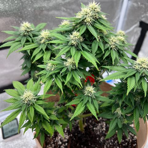 Critical growlog timeline photo