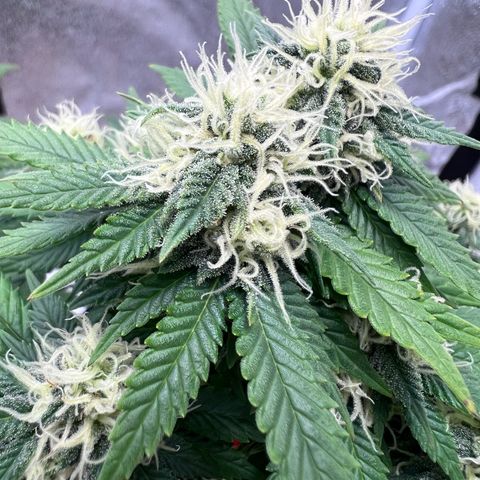 Critical growlog timeline photo