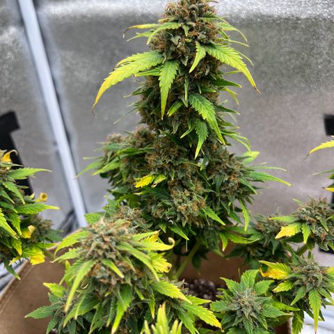 Fat Banana Automatic growlog timeline photo