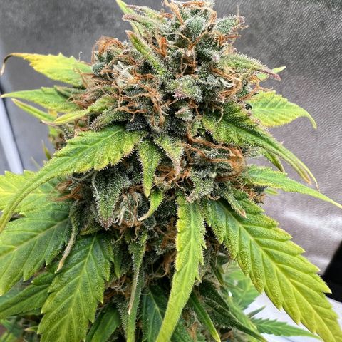 Fat Banana Automatic growlog timeline photo