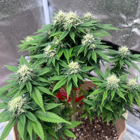 Critical growlog timeline photo