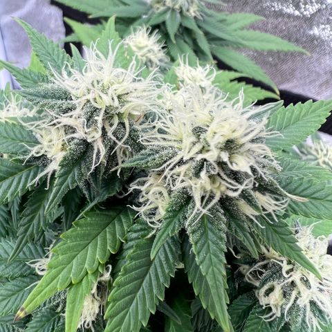 Critical growlog timeline photo