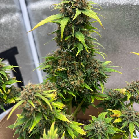 Fat Banana Automatic growlog timeline photo