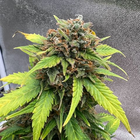 Fat Banana Automatic growlog timeline photo