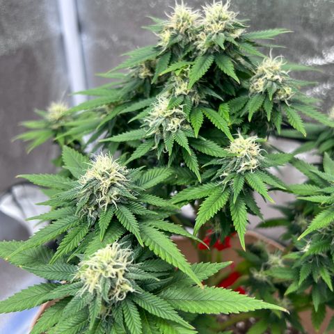 Critical growlog timeline photo