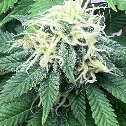 Critical growlog timeline photo
